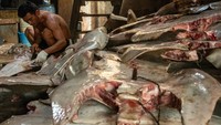 Kulit dan tulang ikan hiu dimanfaatkan sebagai bahan baku berbagai produk bernilai tambah. ANTARA FOTO/Ahmad Naufal Oktavian  