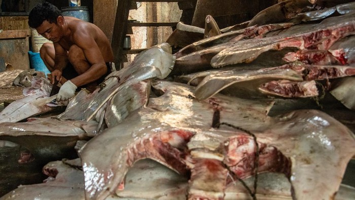 Pekerja memilah tulang ikan hiu di sentra Pengolahan Hasil Perikanan Tradisional (PHPT), Penjaringan, Jakarta, Selasa (9/6/2026). Limbah ikan berupa kulit dan tulang ikan hiu diolah untuk kebutuhan ekspor ke Cina, Jepang dan Korea sebagai bahan baku makanan dan kosmetik dengan harga jual kulit ikan hiu Rp60.000 per kilogram sedangkan tulang ikan hiu dijual seharga Rp45.000 per kilogram. ANTARA FOTO/Ahmad Naufal Oktavian/YU