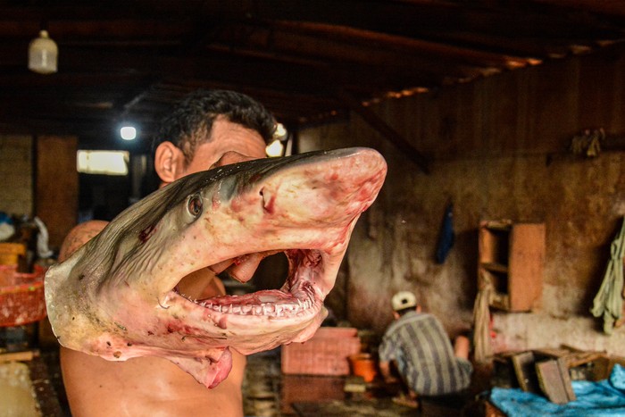 Pekerja memilah tulang ikan hiu di sentra Pengolahan Hasil Perikanan Tradisional (PHPT), Penjaringan, Jakarta, Selasa (9/6/2026). Limbah ikan berupa kulit dan tulang ikan hiu diolah untuk kebutuhan ekspor ke Cina, Jepang dan Korea sebagai bahan baku makanan dan kosmetik dengan harga jual kulit ikan hiu Rp60.000 per kilogram sedangkan tulang ikan hiu dijual seharga Rp45.000 per kilogram. ANTARA FOTO/Ahmad Naufal Oktavian/YU