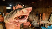 Kulit ikan hiu dipasarkan dengan harga Rp60.000 per kilogram. ANTARA FOTO/Ahmad Naufal Oktavian  