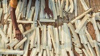 Sementara itu, tulang ikan hiu dijual seharga Rp45.000 per kilogram. ANTARA FOTO/Ahmad Naufal Oktavian  