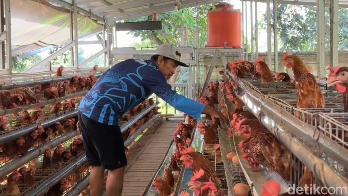 Peternak di Pasuruan keluhkan harga telur turun, tapi harga pakan naik