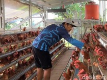 Peternak Pasuruan Keluhkan Harga Telur Turun tapi Pakan Naik