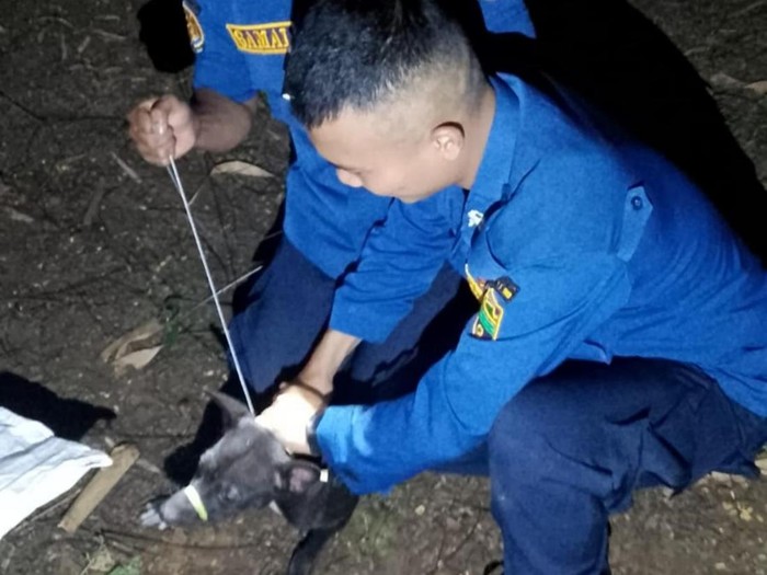 Petugas Damkar mengevakuasi anjing liar.