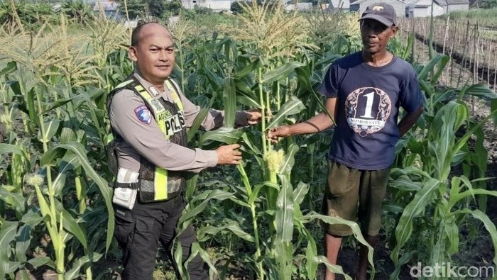 Polisi Sidoarjo dukung swasembada pangan jagung