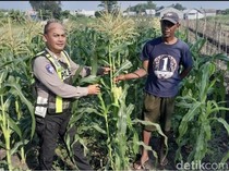 Polisi Sidoarjo Turun ke Lahan Jagung Dukung Swasembada Pangan