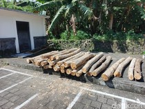 Tebang Jati di Hutan Klatakan , Pria Jembrana Ditangkap Polisi
