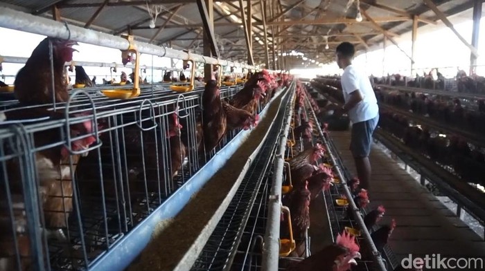 Salah satu peternakan ayam petelur di Probolinggo yang terdampak harga telur murah.