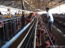 Danantara Biayai Proyek Hilirisasi Ayam Rp 5 Triliun