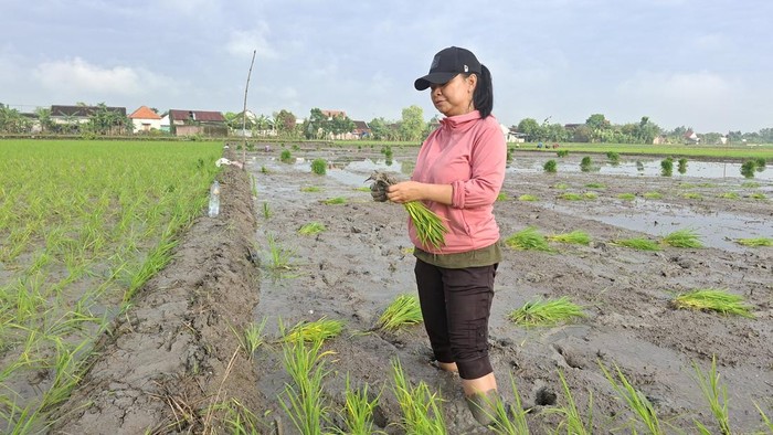 Sektor pertanian ikut kontribusi perekoniman di Bojonegoro