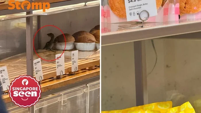 Biawak Masuk Toko Roti, Pelanggan Nekat Menangkapnya Pakai Capit!