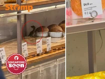 Biawak Masuk Toko Roti, Pelanggan Nekat Menangkapnya Pakai Capit!