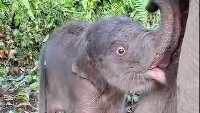 Anak gajah Sumatera dari induk Ria lahir di Tesso Nilo, Pelalawan, Riau, Rabu (10/6/2026).