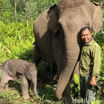 Anak gajah Sumatera lahir dari indukan Ria di Taman Nasional Tesso Nilo, Riau.