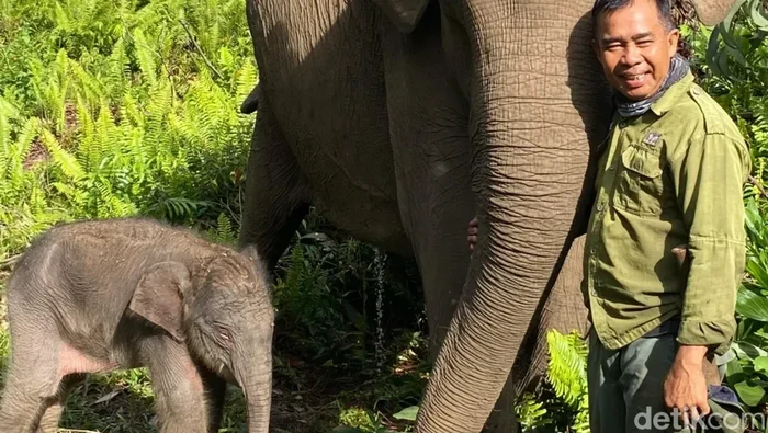 Anak gajah Sumatera lahir dari indukan Ria di Taman Nasional Tesso Nilo, Riau.