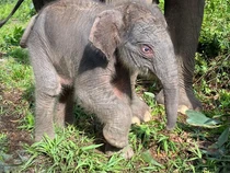 Bayi Gajah Betina Lahir di Tesso Nilo Riau