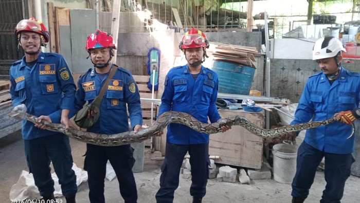 Petugas damkar saat mengevakuasi ular sanca dengan panjang sekitar 3 meter di Kalangan Baru, Baturetno, Banguntapan, Bantul, Rabu (10/6/2026).