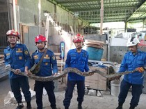 Sanca 3 Meter Ditangkap Saat Ngumpet di Belakang Rumah Warga Bantul