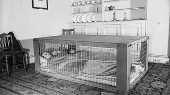 Sepasang suami istri tidur di dalam tempat perlindungan Morrison untuk berjaga-jaga jika terjadi pemboman pada Perang Dunia II. Foto: historicflix