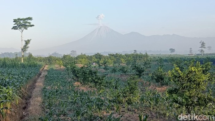 Gunung Semeru erupsi