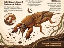 Infografis: Apa Itu Orong-orong dan Apakah Halal Dimakan?