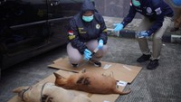 4 Anjing Pemburu yang Serang Bocah hingga Tewas di Bogor Mati Bersamaan