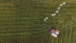 Kerja Keras Petani Dorong Ketahanan Pangan Nasional