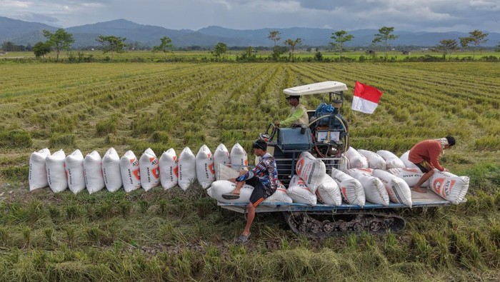 Sejumlah petani mengangkut karung berisi gabah di areal persawahan Desa Lebo Jaya, Kabupaten Konawe Selatan, Sulawesi Tenggara, Selasa (9/6/2026). Perum Bulog mencatat hingga 3 Juni 2026, realisasi serapan gabah dan beras petani telah mencapai 3,01 juta ton setara beras atau sekitar 75 persen dari target nasional sebesar 4 juta ton yang ditetapkan pemerintah. ANTARA FOTO/Andry Denisah/hma