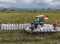 Kerja Keras Petani Dorong Ketahanan Pangan Nasional