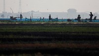 Sawah di Cirebon, Jawa Barat, tampak menghadapi musim tanam yang penuh ketidakpastian di tengah ancaman El Nino. Petani mulai menyesuaikan pola kerja dan pengelolaan air agar lahan tetap produktif. REUTERS/Willy Kurniawan