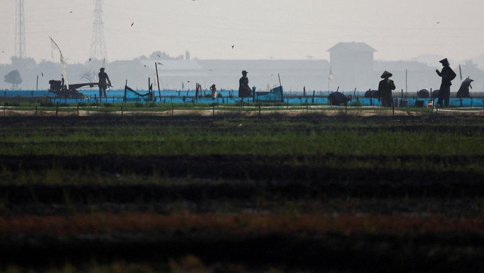 Farmers work in a paddy field, as the government urged farmers to immediately replant their plots, responding to the erratic forces of weather for a possible prolonged dry spell linked to El Nino, in Cirebon regency, West Java province, Indonesia, June 3, 2026. REUTERS/Willy Kurniawanin  TPX IMAGES OF THE DAY       REFILE - ADDING THE INFORMATION 