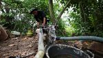 Petani Cirebon Bertahan di Tengah Ancaman Kekeringan El Nino
