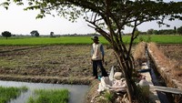 Petani memeriksa kondisi sawah yang mulai mengering saat musim kemarau memanjang di Cirebon. Ketersediaan air menjadi faktor utama yang menentukan keberhasilan tanam dan panen. REUTERS/Willy Kurniawan