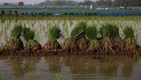 Lahan sawah di Cirebon menunjukkan tantangan baru akibat perubahan pola cuaca dan berkurangnya pasokan air. Sejumlah petani memilih mengurangi musim tanam ketiga untuk menekan risiko kerugian. REUTERS/Willy Kurniawan
