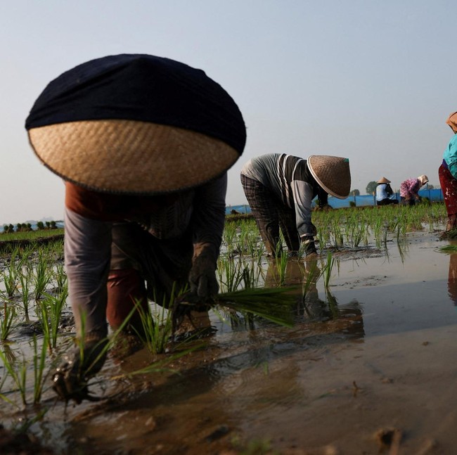 Petani Cirebon Bertahan di Tengah Ancaman Kekeringan El Nino