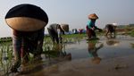 Petani Cirebon Bertahan di Tengah Ancaman Kekeringan El Nino