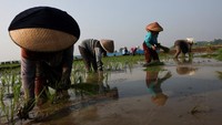 Petani tetap bekerja di sawah meski menghadapi ketidakpastian musim dan ancaman kekeringan El Nino. Upaya menjaga produksi beras terus dilakukan agar kebutuhan pangan masyarakat tetap terpenuhi. REUTERS/Willy Kurniawan