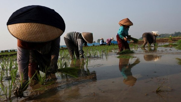 Petani Cirebon Bertahan di Tengah Ancaman Kekeringan El Nino