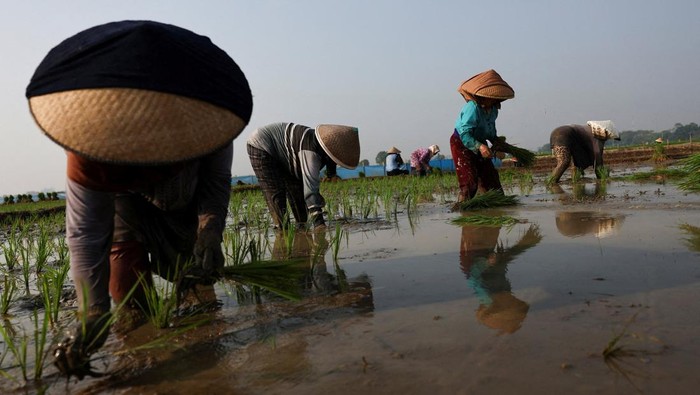Farmers work in a paddy field, as the government urged farmers to immediately replant their plots, responding to the erratic forces of weather for a possible prolonged dry spell linked to El Nino, in Cirebon regency, West Java province, Indonesia, June 3, 2026. REUTERS/Willy Kurniawanin  TPX IMAGES OF THE DAY       REFILE - ADDING THE INFORMATION 