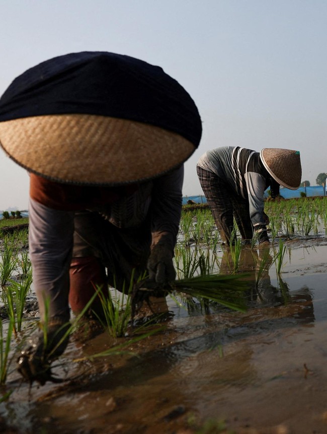 Petani Cirebon Bertahan di Tengah Ancaman Kekeringan El Nino