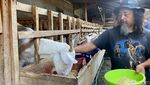 Menilik Perjuangan Gus Embek, Meracik Khasiat dari Susu Kambing Etawa