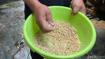Menilik Perjuangan Gus Embek, Meracik Khasiat dari Susu Kambing Etawa