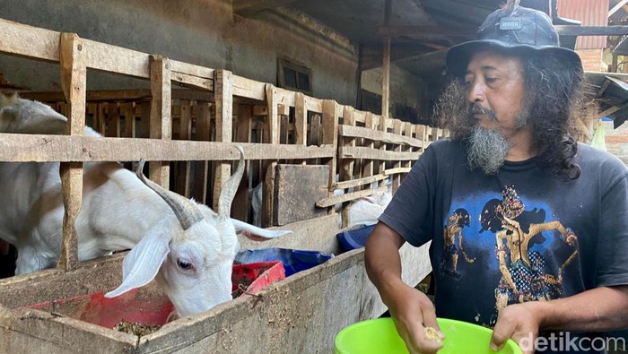 Peternak Kambing Etawa di Kota Batu