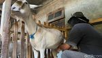 Menilik Perjuangan Gus Embek, Meracik Khasiat dari Susu Kambing Etawa