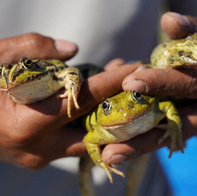 Peternakan Katak Jadi Harapan Baru Ekonomi Pedesaan