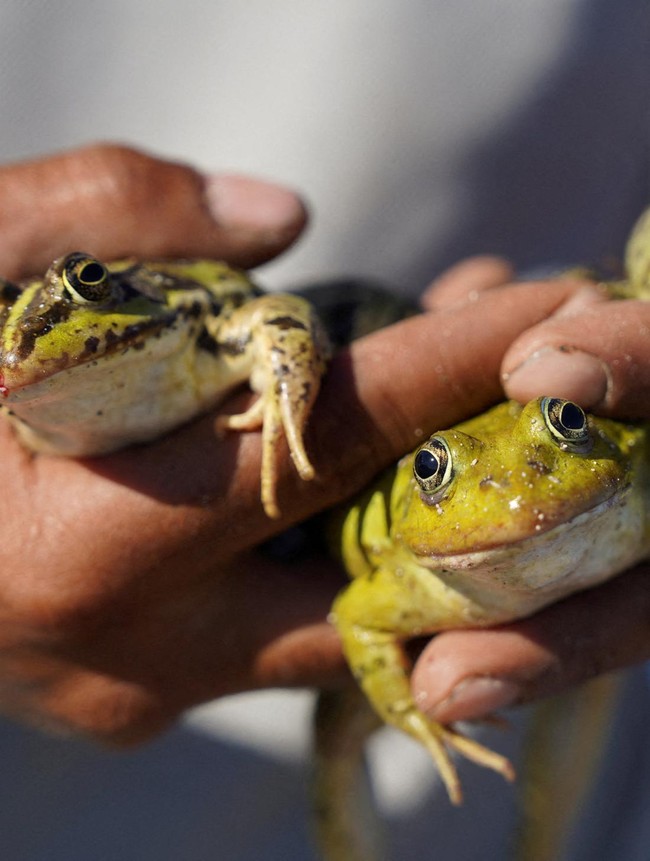 Peternakan Katak Jadi Harapan Baru Ekonomi Pedesaan