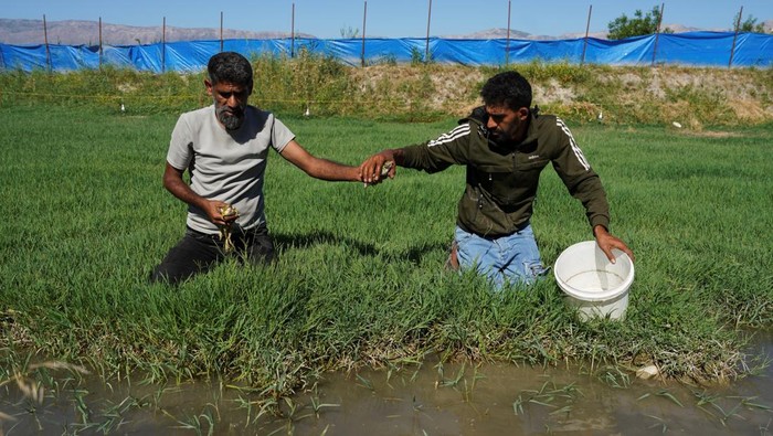 Hassan al-Dulaimi holds frogs at his frog-breeding farm in the countryside of Hama, Syria, June 4, 2026. Frogs raised at the farm are sold to local restaurants, supplied to laboratories for medical and research purposes, and some are exported outside Syria. REUTERS/Karam al-Masri     TPX IMAGES OF THE DAY