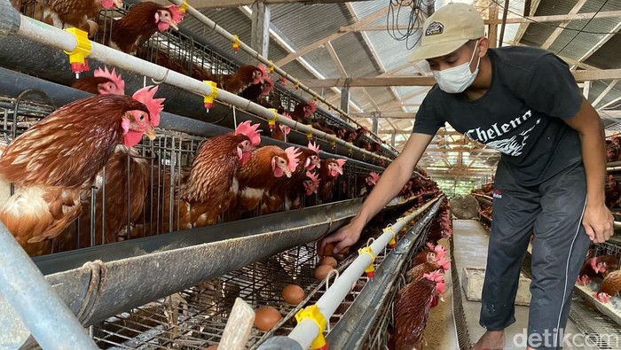 Salah satu pekerja menunjukkan telur ayam dari hasil ternak
