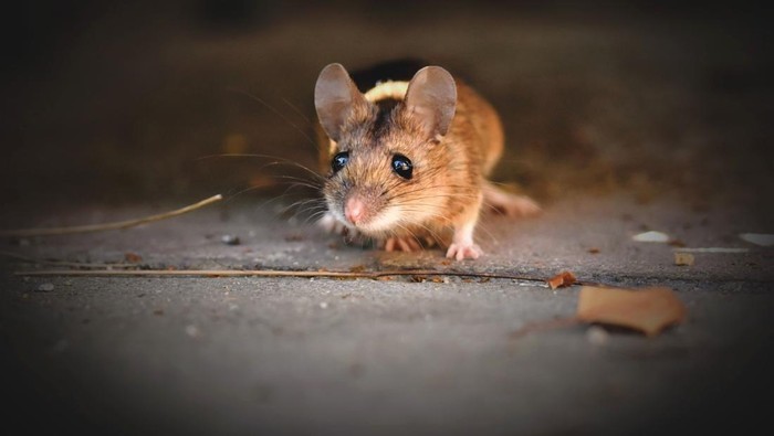 Tikus