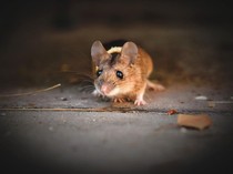 7 Tanaman Pengusir Tikus yang Efektif, Cocok Ditanam di Halaman Rumah!
